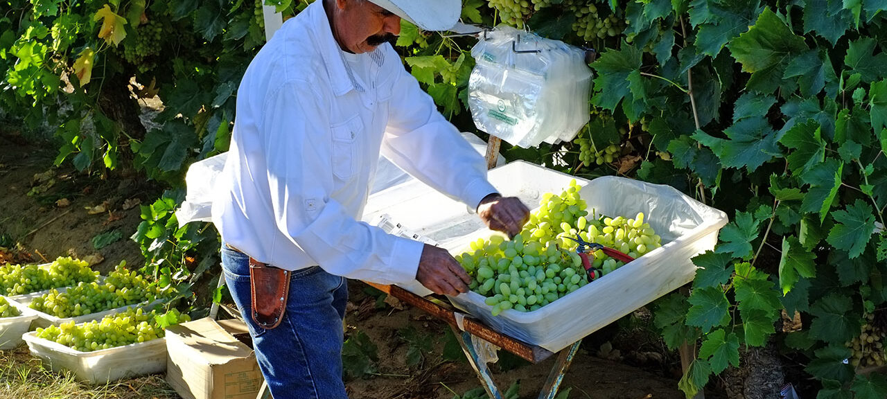 photo - Farmer in San Joaquin Valley