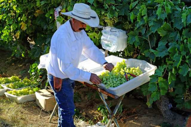 photo - Farmer in San Joaquin Valley