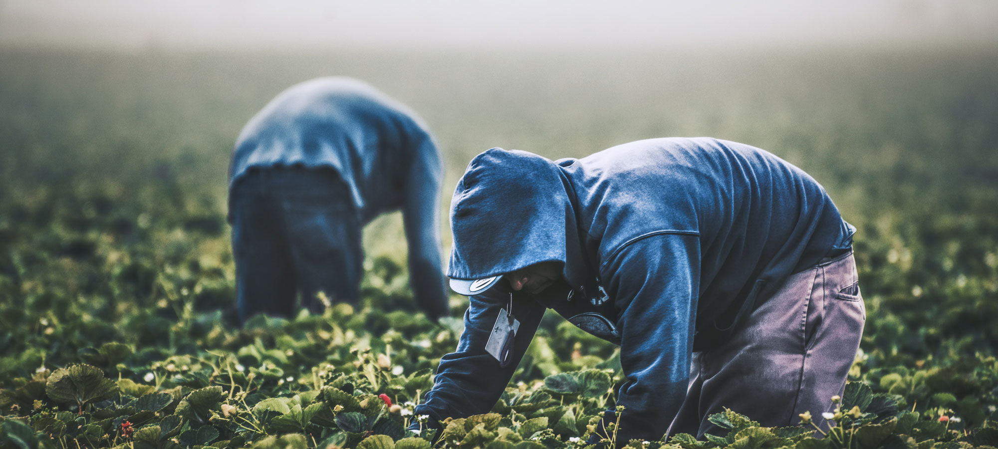 photo - Field Workers Strawberry Picking in California