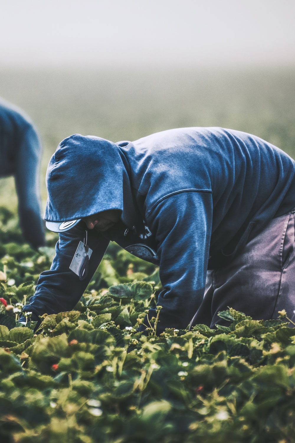 photo - Field Workers Strawberry Picking in California