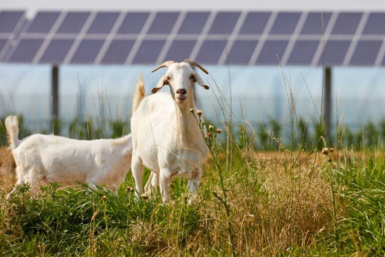 photo - flock of solar photovoltaic farms