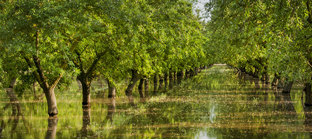 photo - Flood Irrigation in Almond Orchard