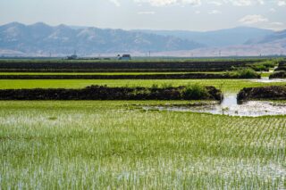 photo - Flooded Rice Fields in Colusa County, California
