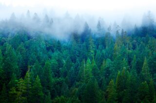 photo - Fog in Redwood Forest
