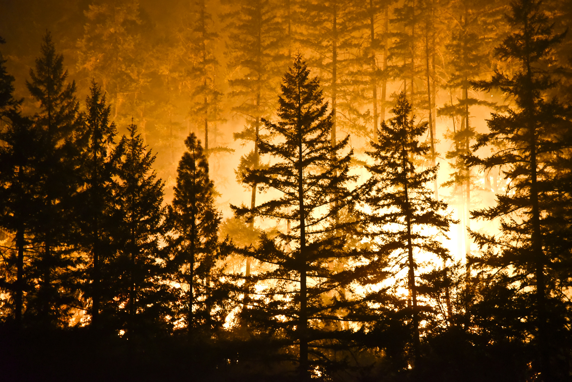 photo - Forest fire