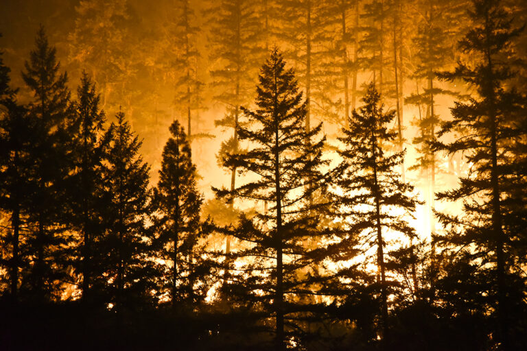 photo - Forest Fire Flames