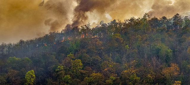 photo - Forest Fire