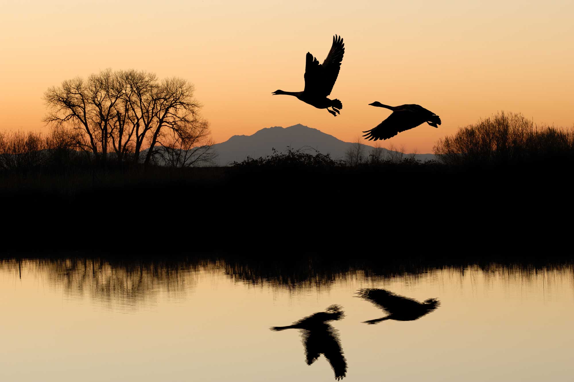 photo - Geese Flying at Sunset over San Joaquin Valley Delta