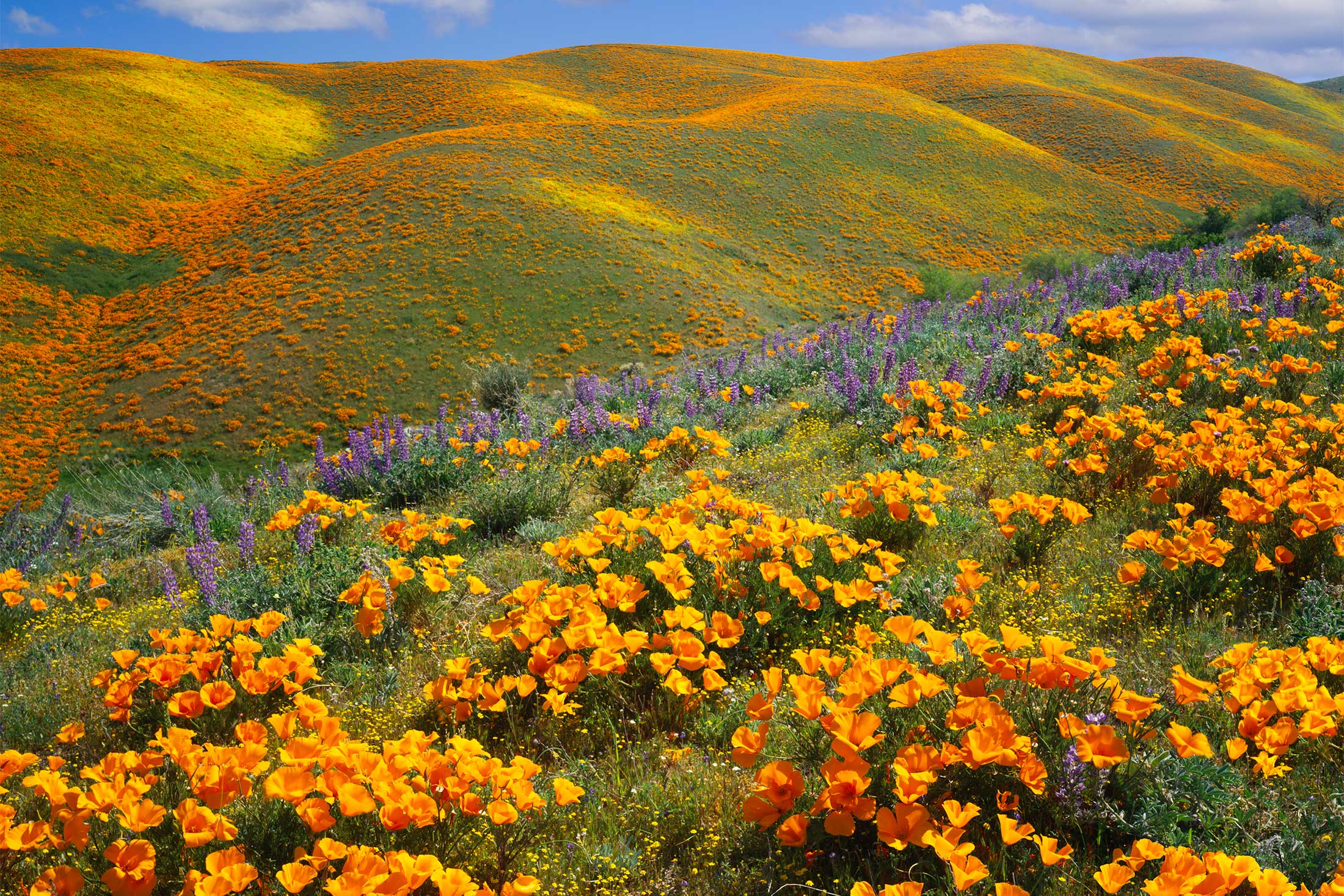photo - Golden Poppies Covering Hills