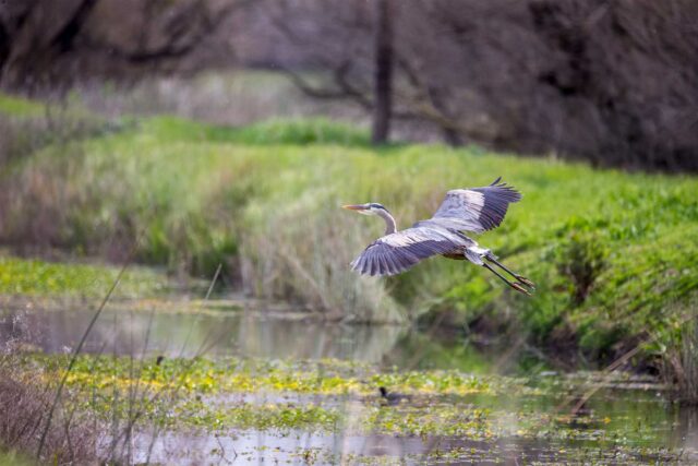 photo - Great Blue Heron at Merced Wildlife Refuge