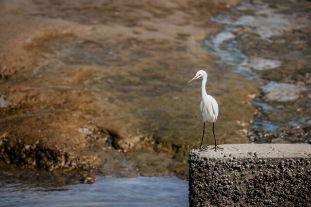 photo - Great Egret at the Shoreline