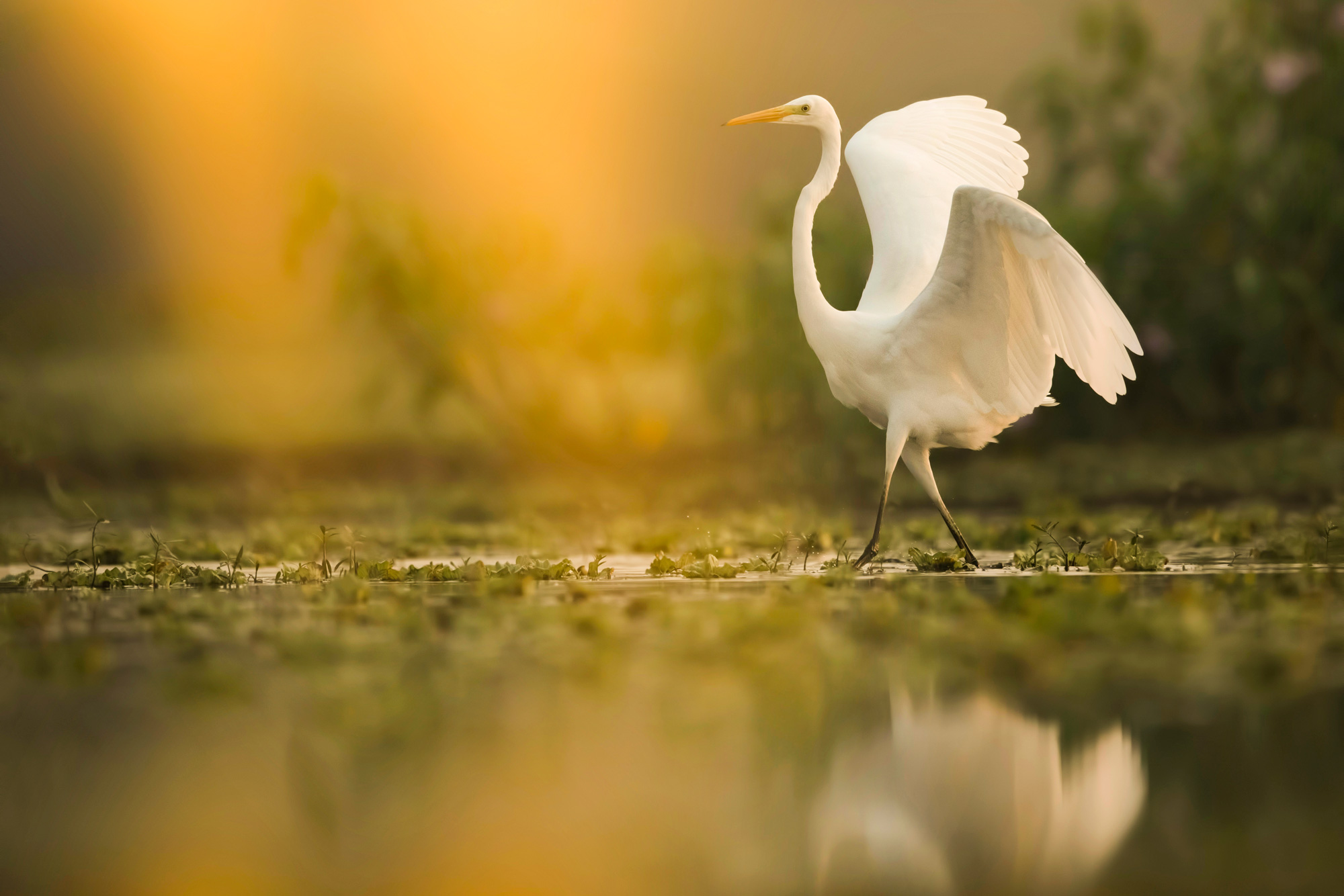 photo - Great White Egret