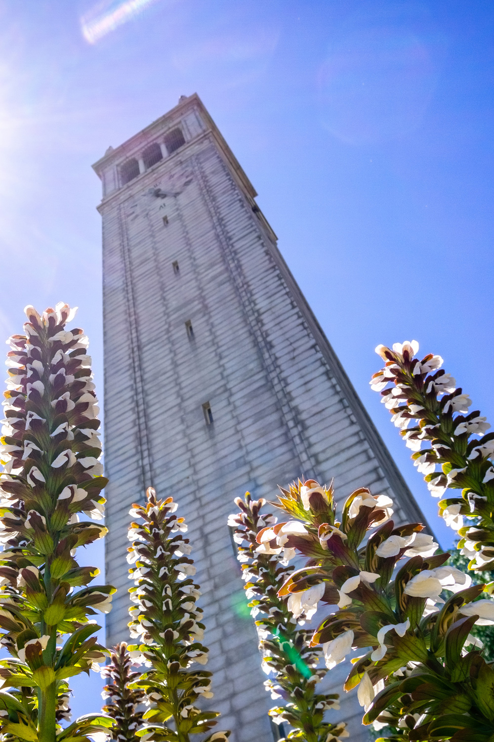 photo - Higher Education Building Tower with Flowers