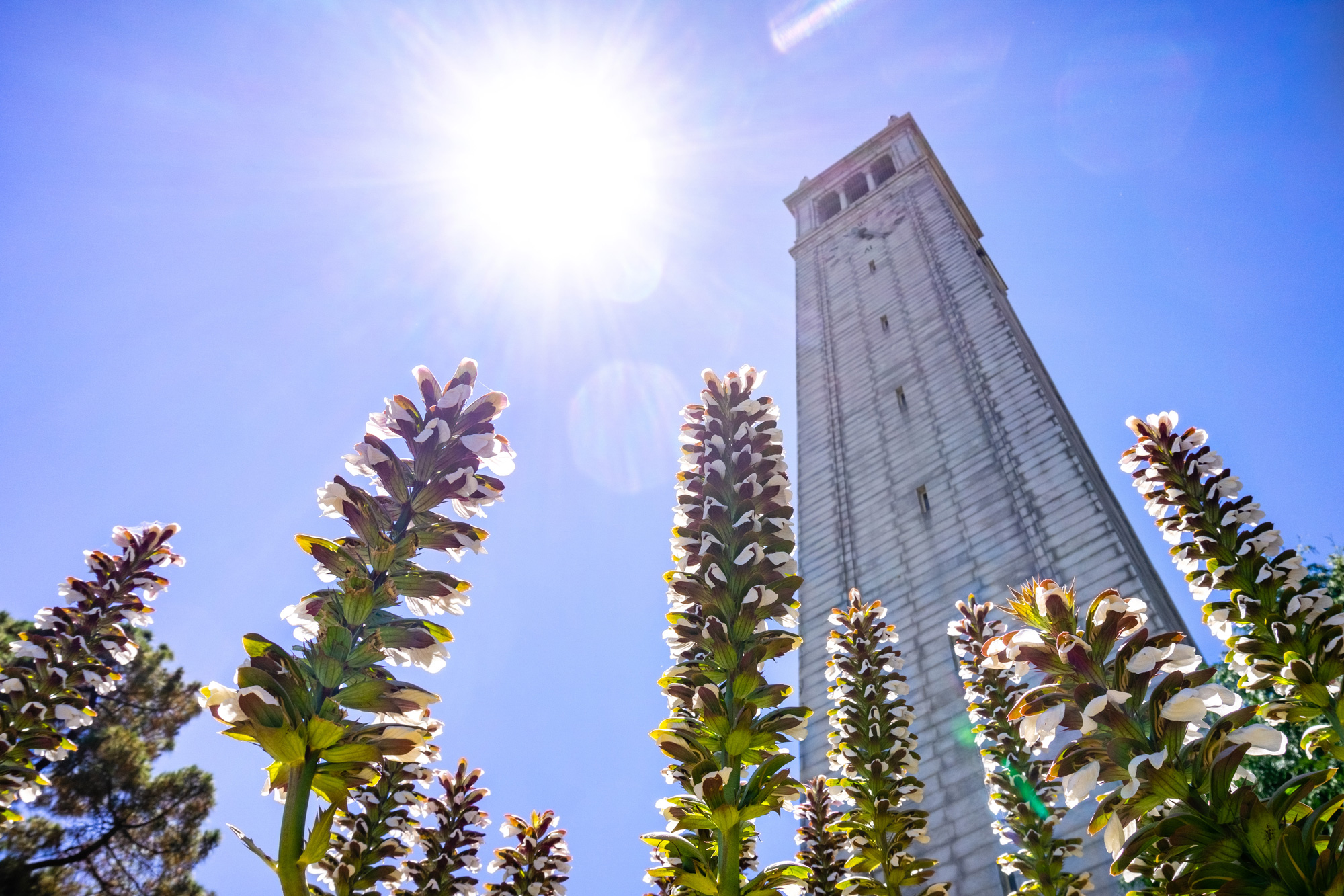photo - Higher Education building tower with flowers, UC Berkeley