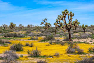 photo - Joshua Trees and Yellow Wildflowers in the Mojave Desert