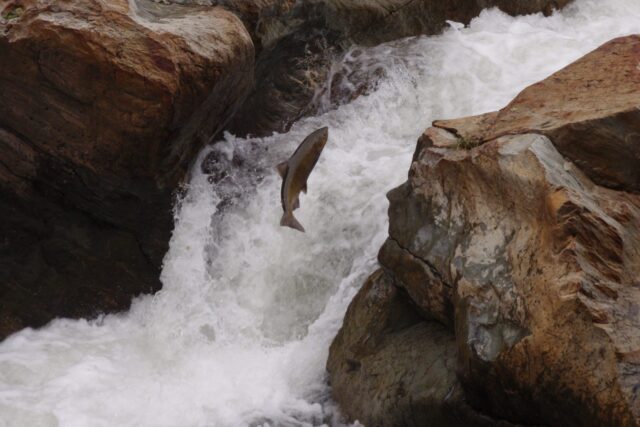 photo - Leaping Salmon