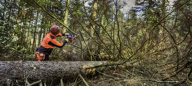 photo - Lumberjack Sawing a Fallen Tree in the Woods