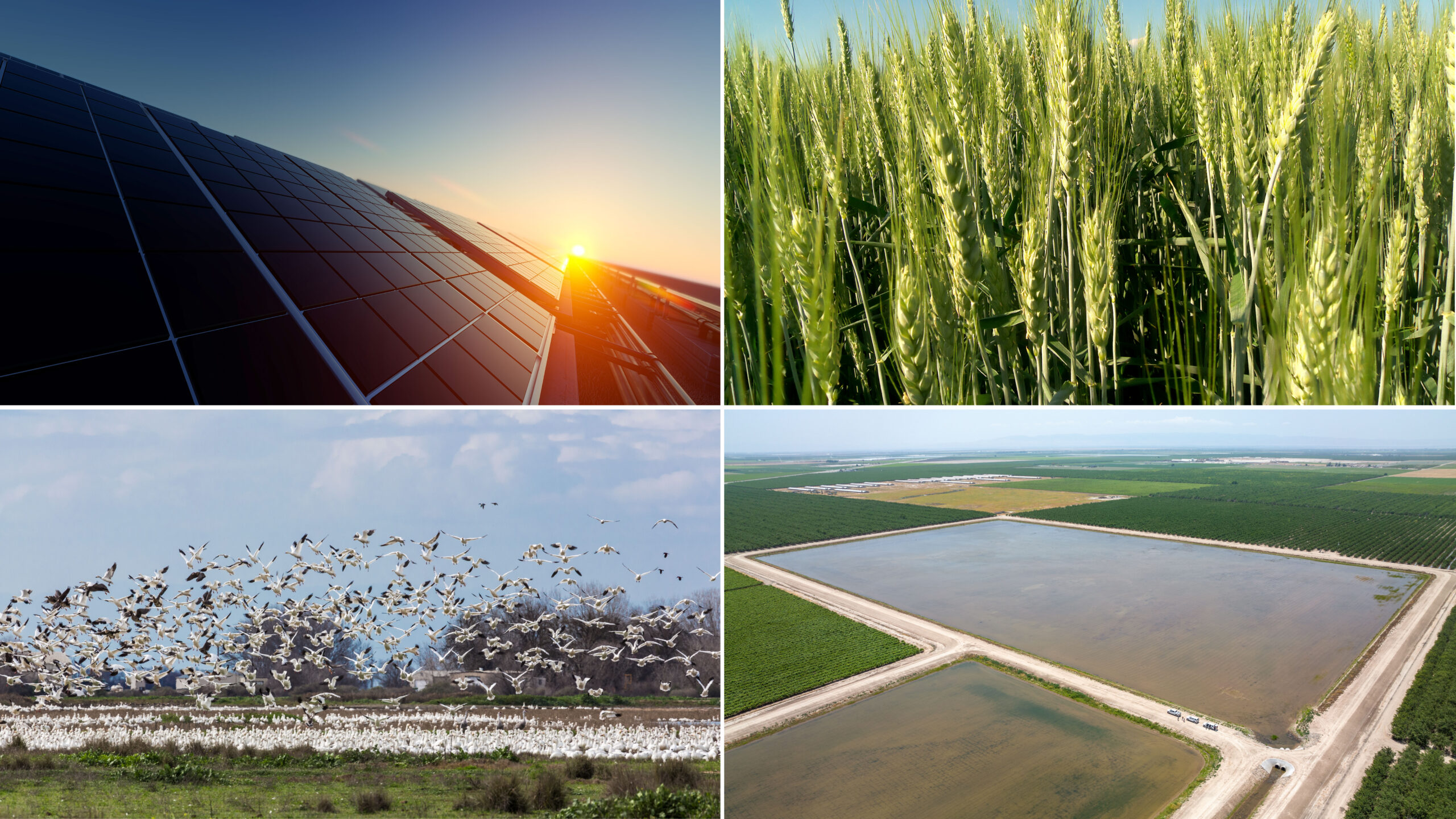 photo - a four-panel shot of solar development, wheat, a snow geese habitat, and a recharge basin