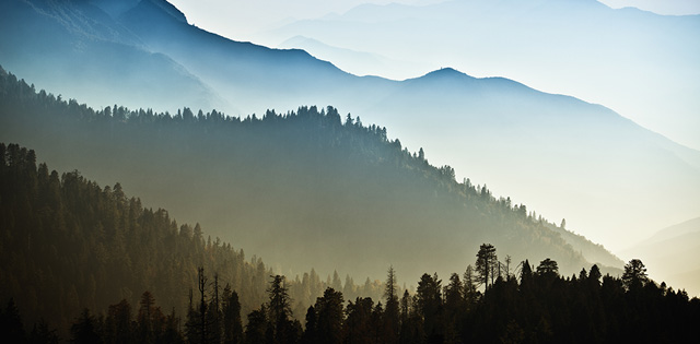 View of Misty Mountains and Trees in Forest