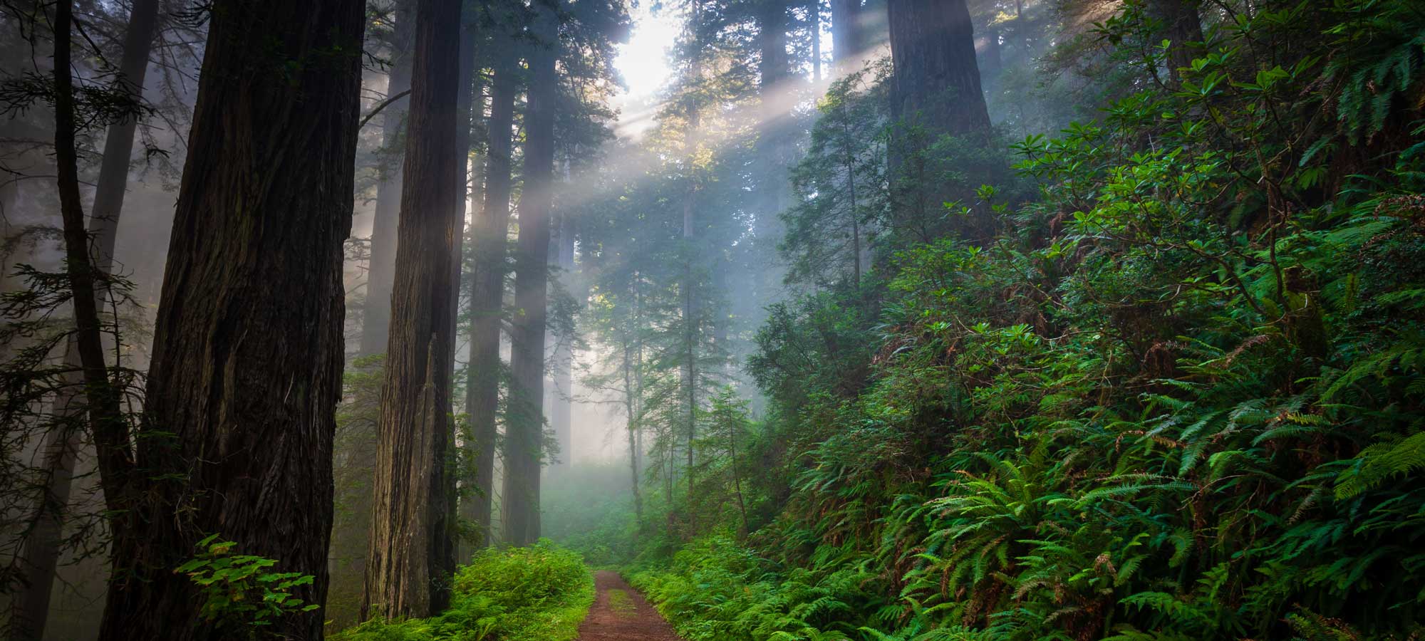 photo - Path through Redwood Forest