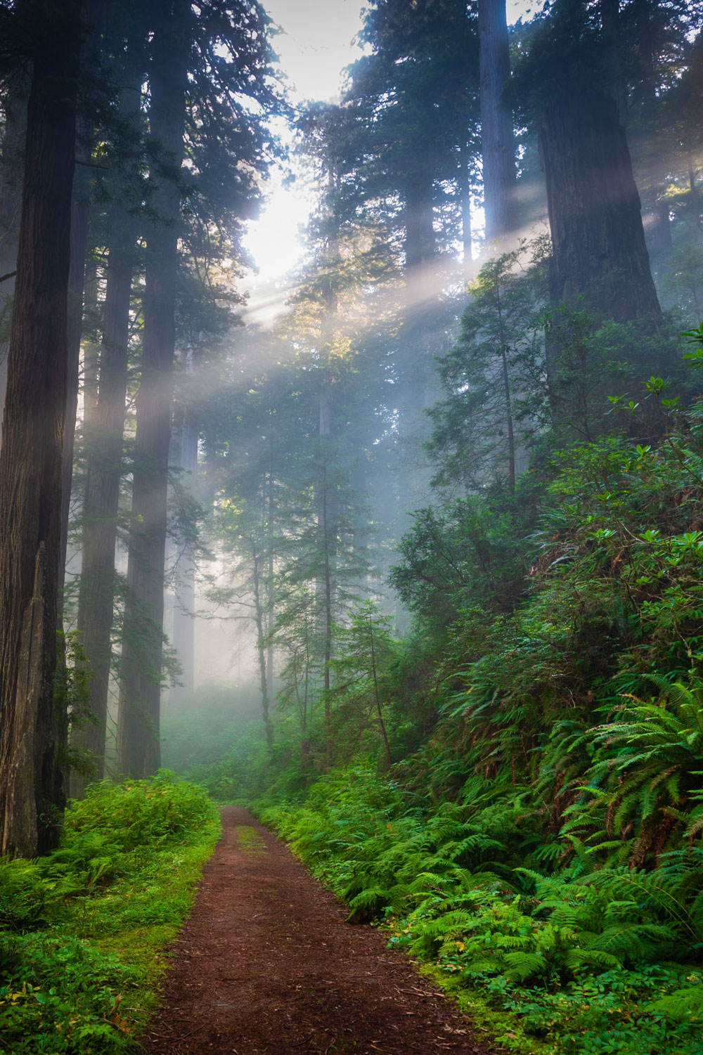 photo - Path through Redwood Forest