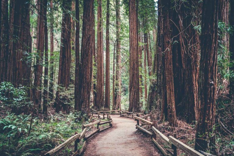 photo - Path Through Redwoods in California