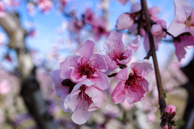 photo - Peach blossoms in San Joaquin Valley, California