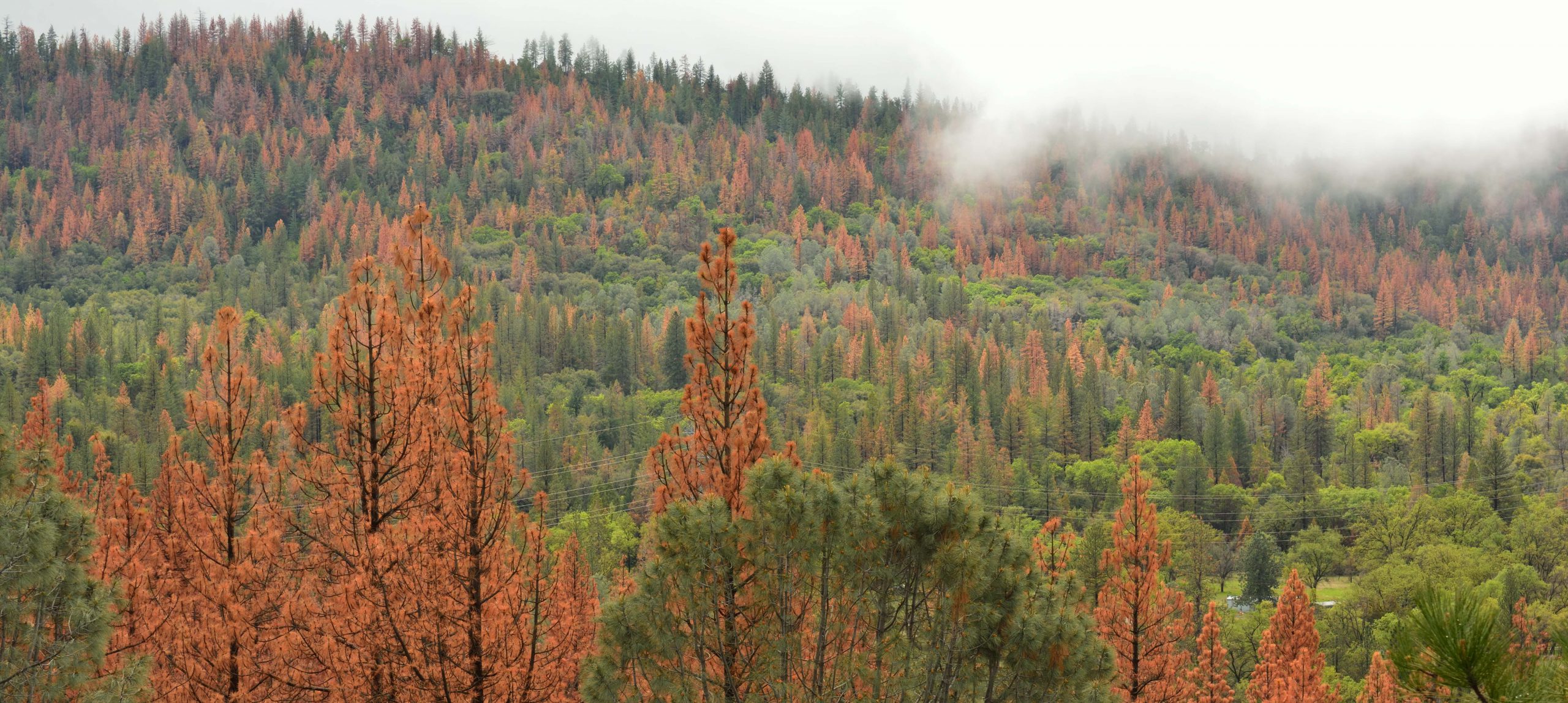 Pine trees dying from drought and pine beetle