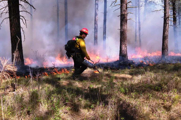 photo - prescribed forest fire