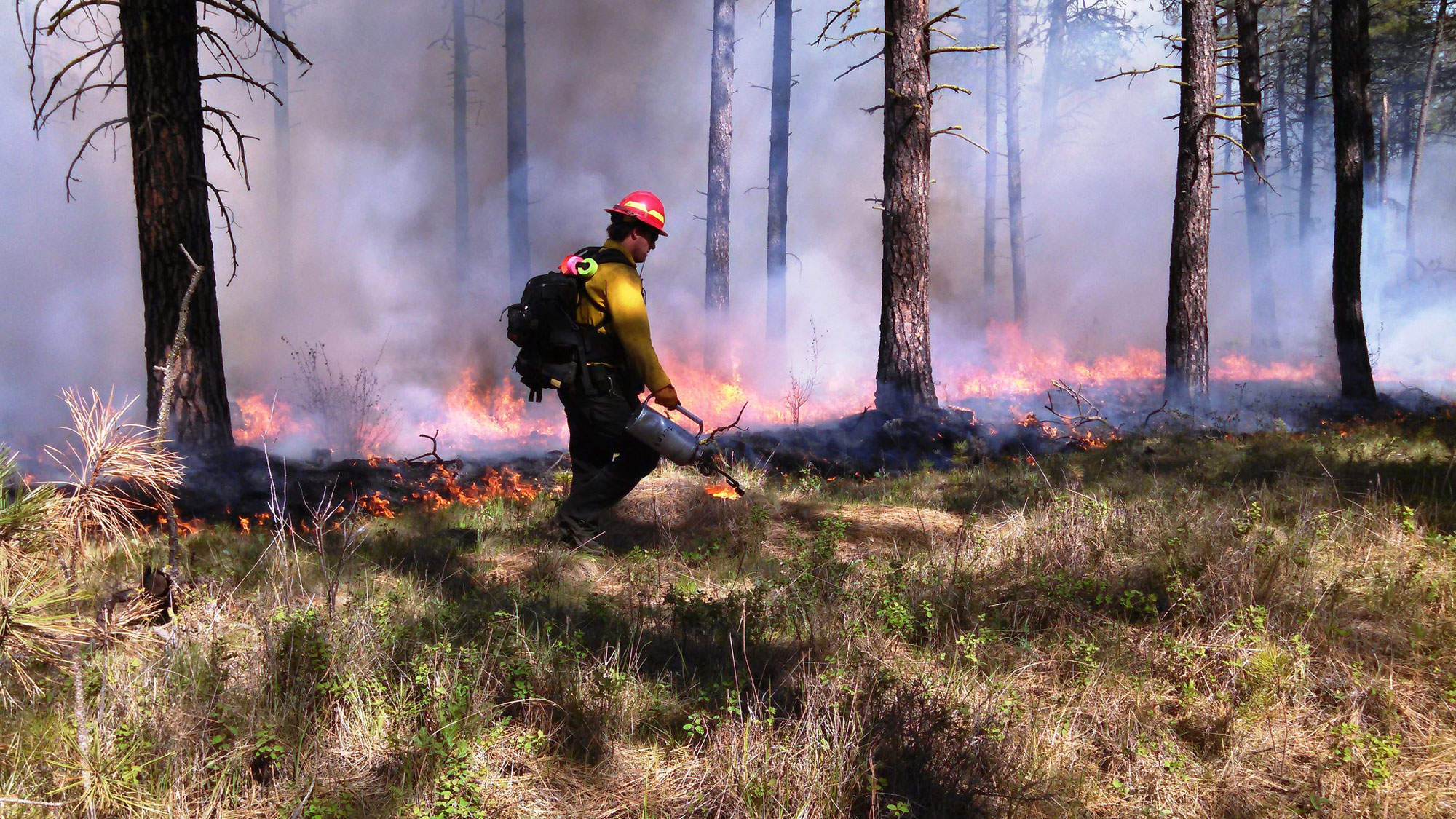 photo - Controlled Burn Of Forest