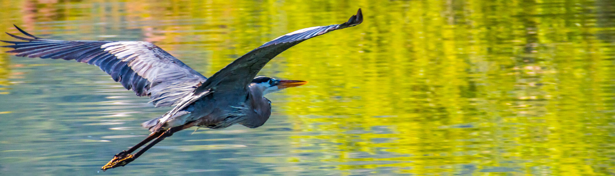 photo - A big Great Blue Heron in Lake Elsinore, California