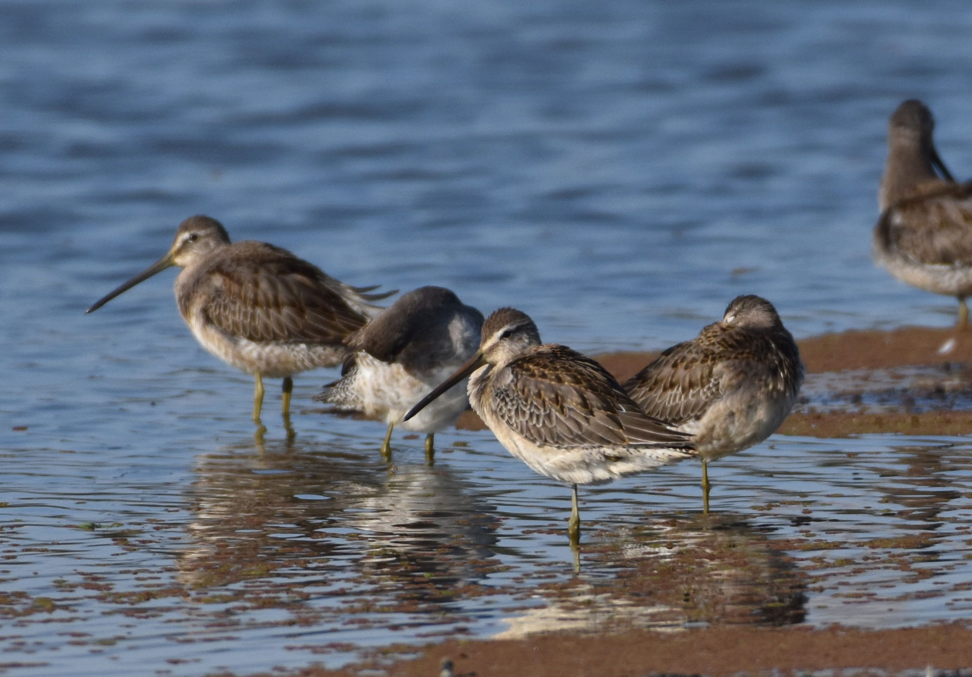 photo - Long Billed Dowitchers Wading At The Edge Of Watsonville Slough