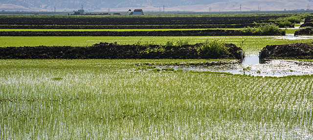 photo - Rice Fields in Colusa County, California