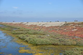 photo - South San Francisco Bay Shoreline Restoration Project, from US Army Corps of Engineers