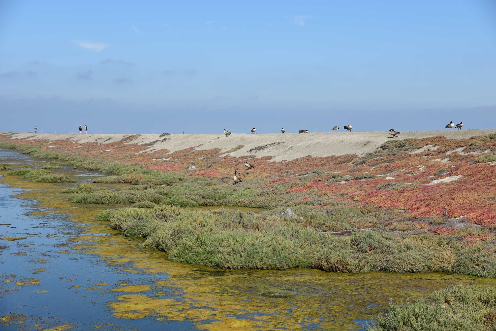 photo - South San Francisco Bay Shoreline Restoration Project, from US Army Corps of Engineers