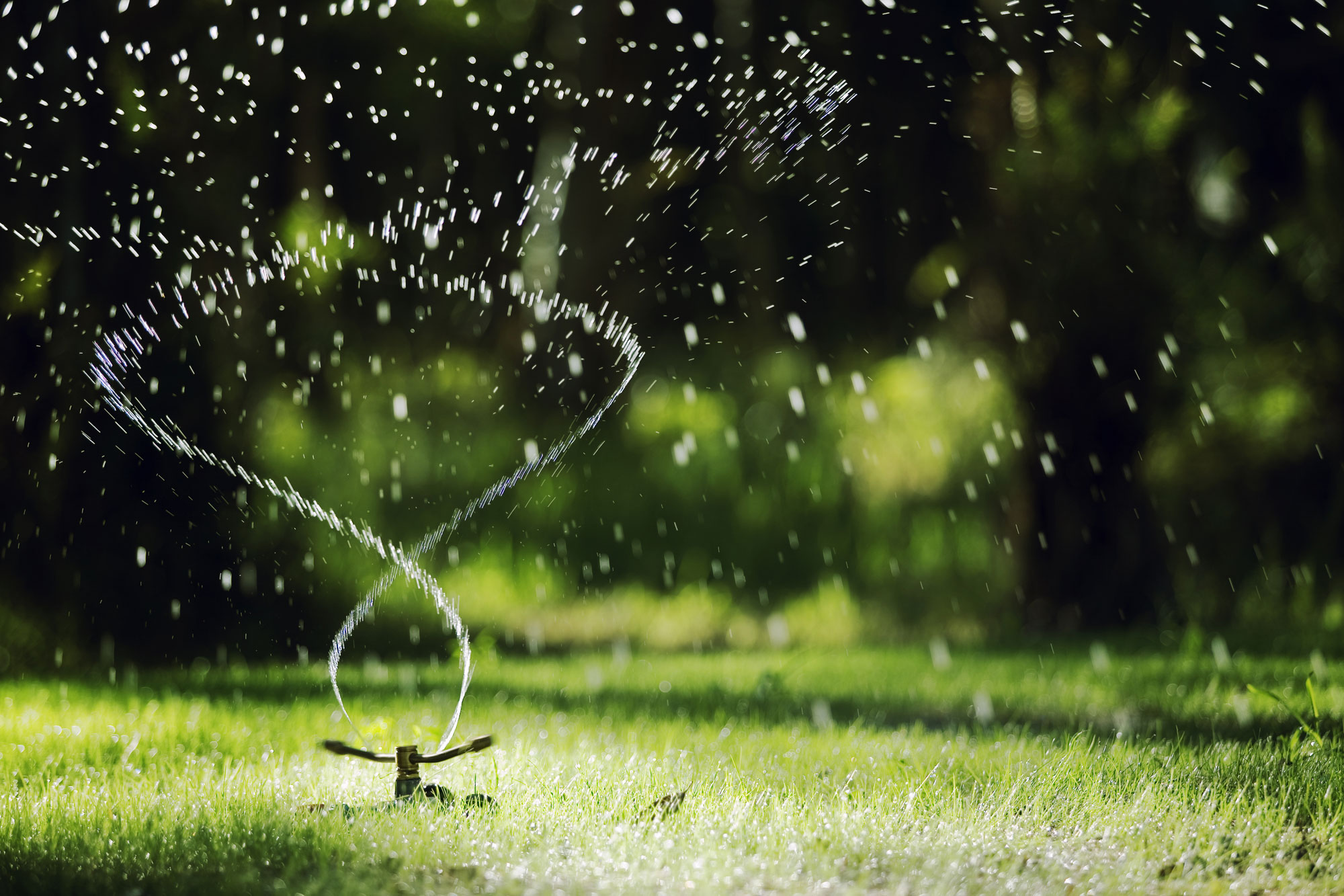 photo - Sprinkler Watering the Grass
