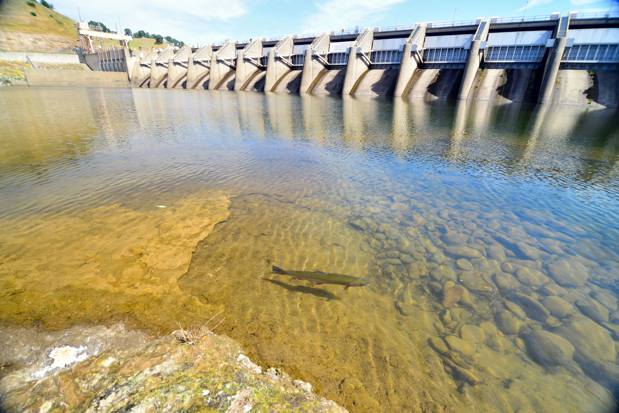 photo - Steelhead fish in shallow water Nimbus Dam during drought