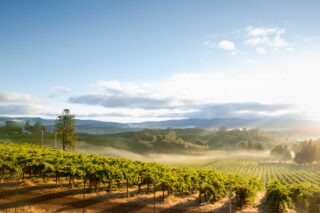 photo - Sunrise with Morning Mist over Vineyard in Lake County, California