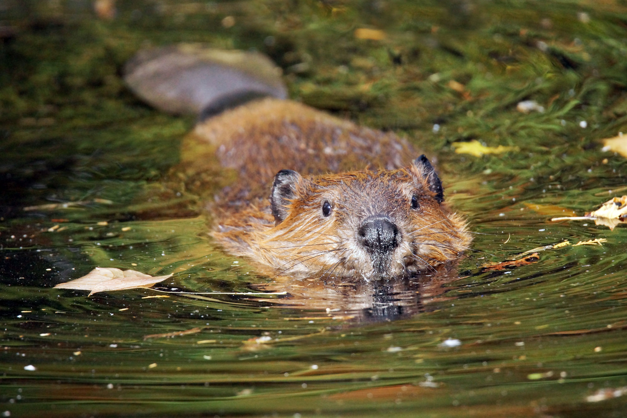 photo - Swimming Beaver