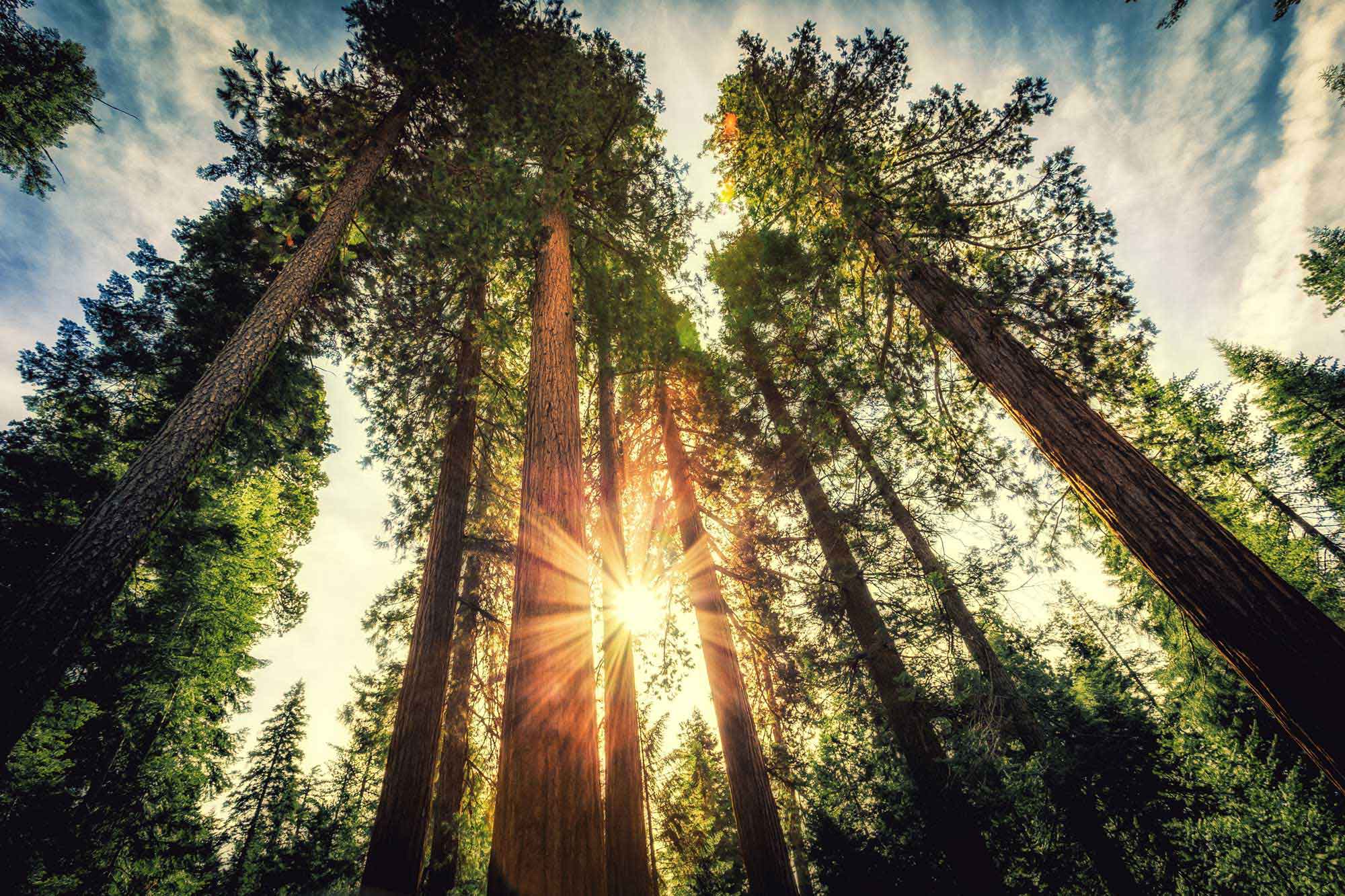 photo - Tall Forest of Sequoias in Yosemite National Park, California