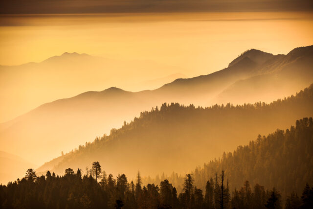 photo - Trees and Mist in Stanislaus National Forest