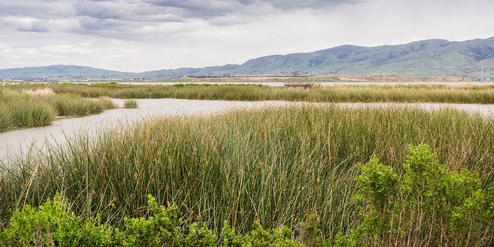 photo - Wetlands in Alviso Marsh