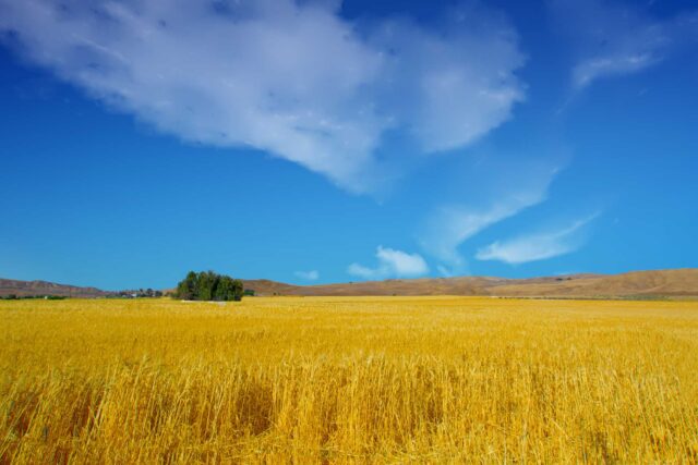 photo - Wheat Field Ready for Harvest in Central California