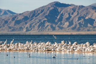 photo - White Pelicans on Sandbar in Salton Sea