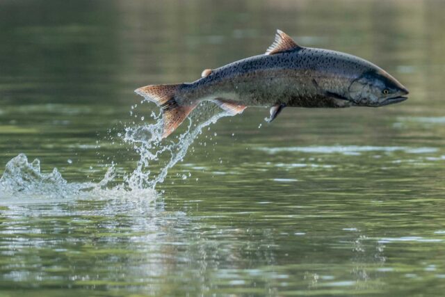 photo - A Wild Salmon Jumping Out of Water