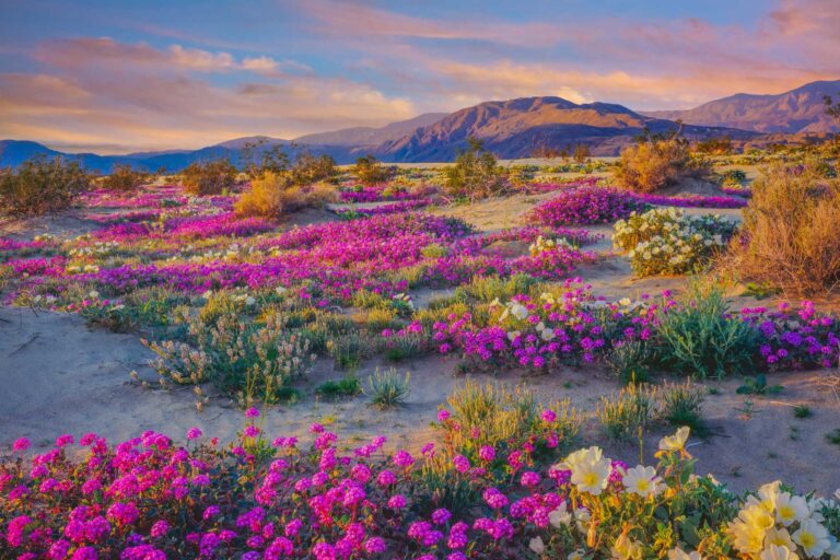photo - Spring wildflowers in Anza Borrego Desert State Park